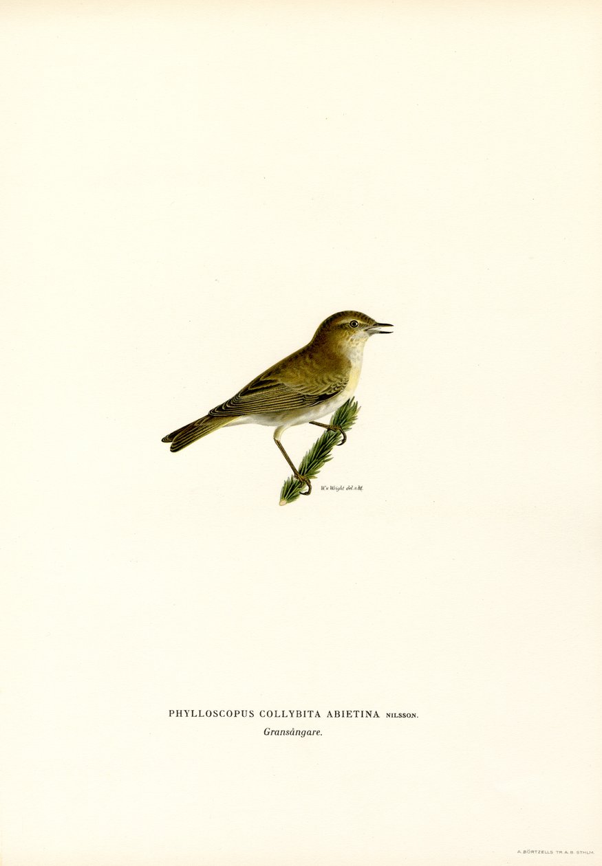 Chiffchaff (färg litho) av Magnus Ferdinand and Wilhelm von Wright