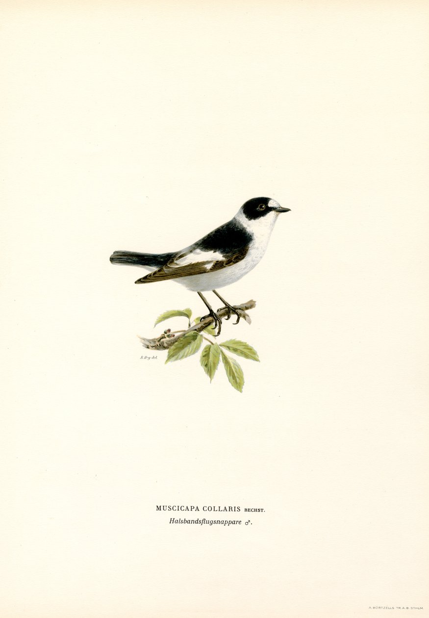 Krageflugsnappare (färg litho) av Magnus Ferdinand and Wilhelm von Wright