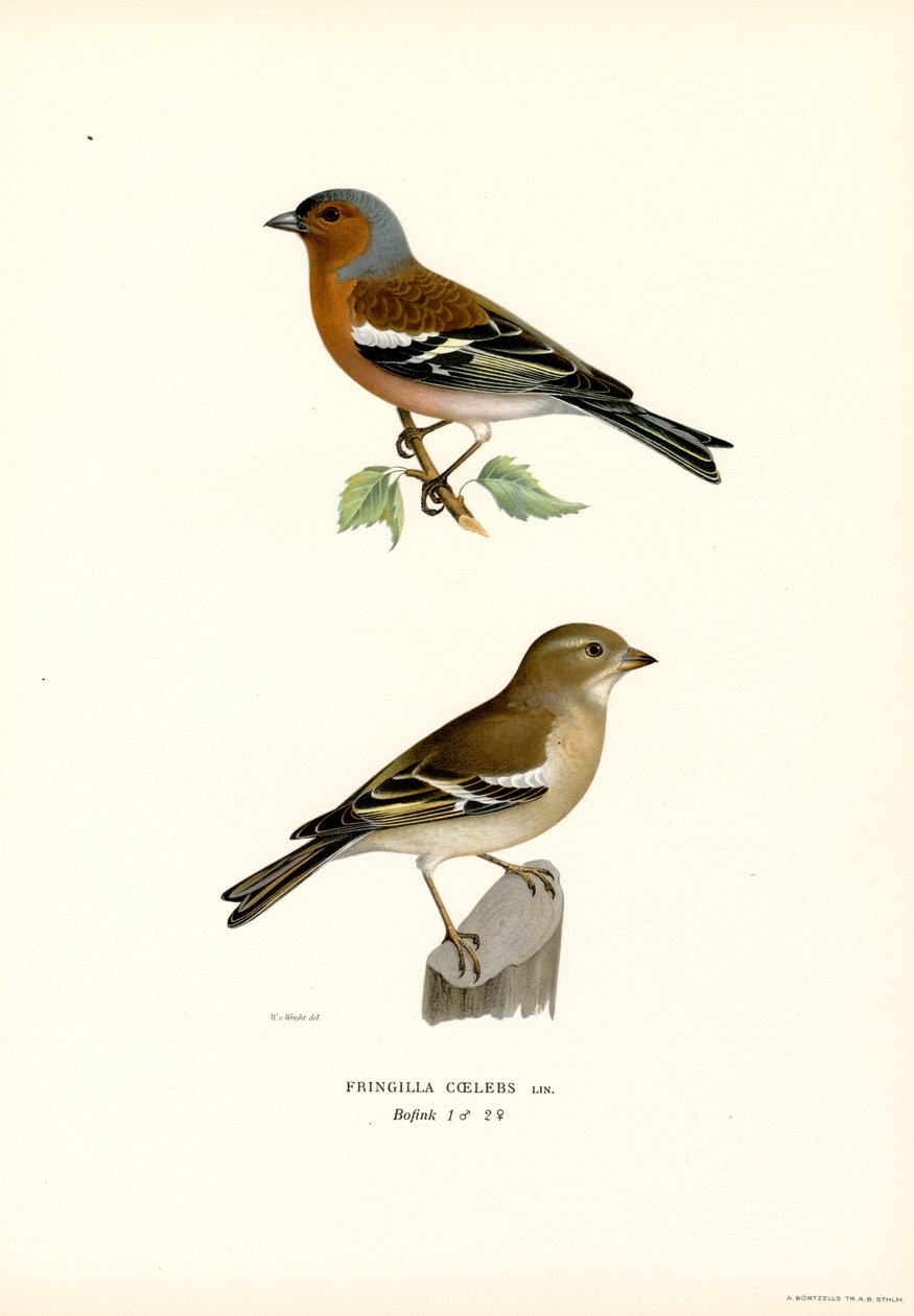 Vanlig bofink (färg litho) av Magnus Ferdinand and Wilhelm von Wright