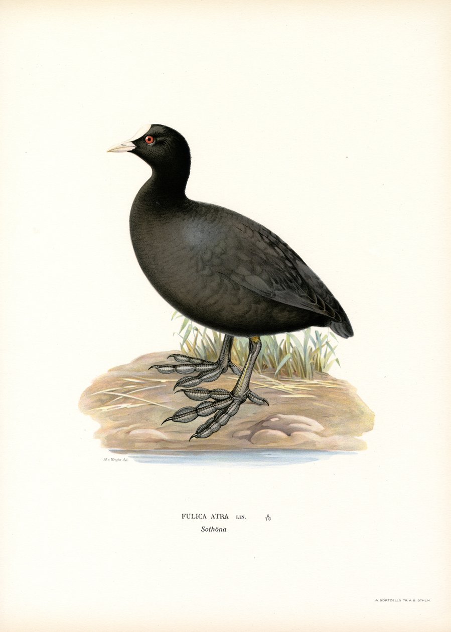 Sothöna (färg litho) av Magnus Ferdinand and Wilhelm von Wright