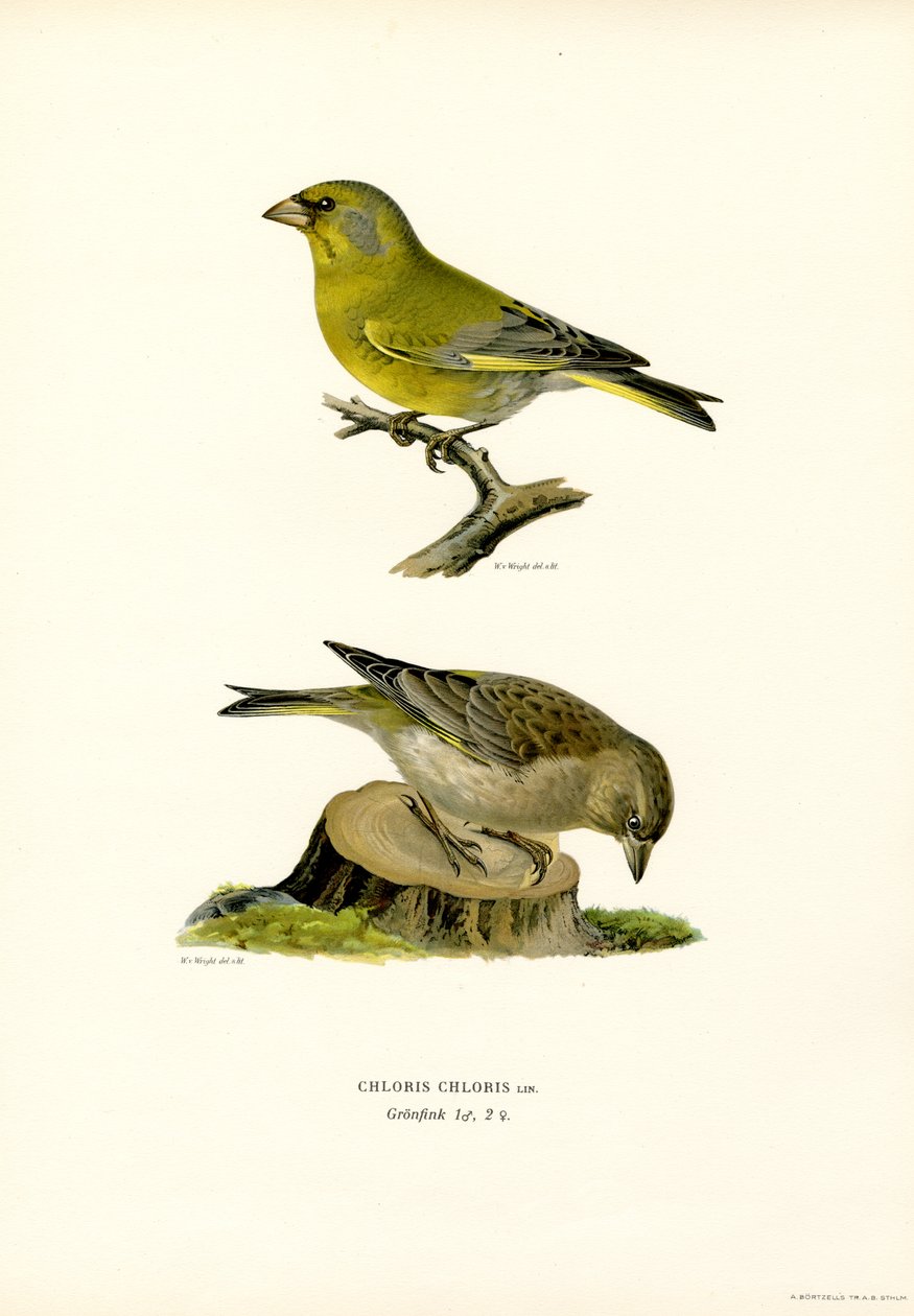 Vanlig grönfink (färg litho) av Magnus Ferdinand and Wilhelm von Wright