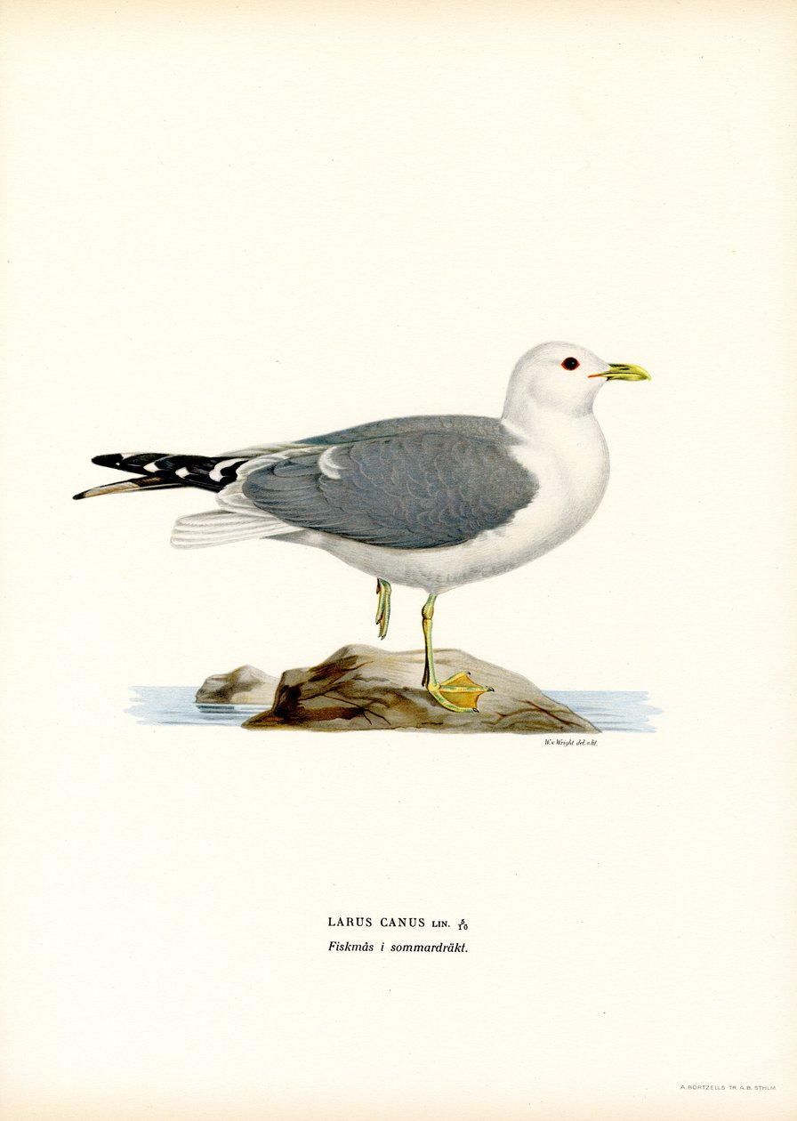 Vanlig mås (färg litho) av Magnus Ferdinand and Wilhelm von Wright