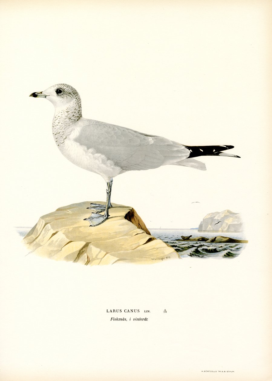 Vanlig mås (färg litho) av Magnus Ferdinand and Wilhelm von Wright
