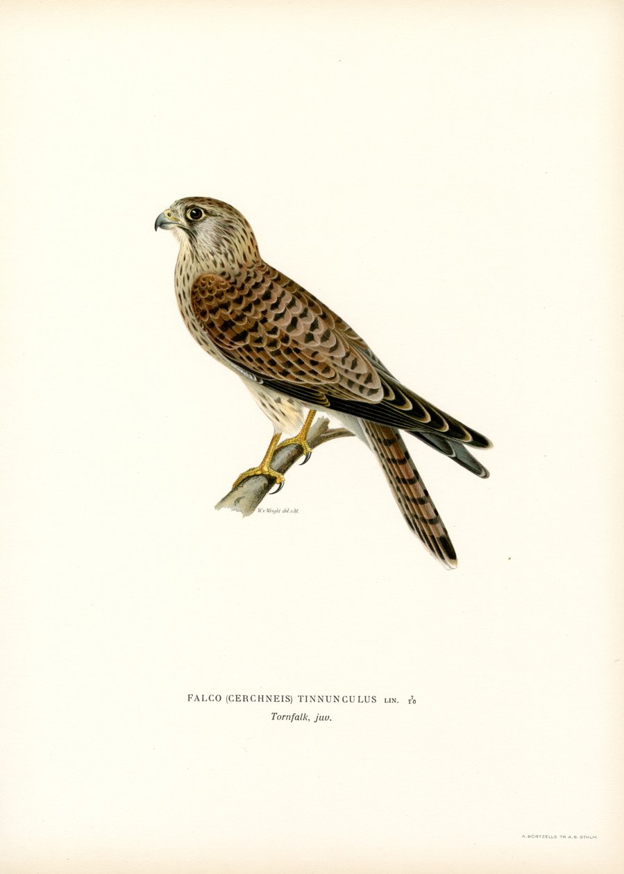 Vanlig tornfalk (litho i färg) av Magnus Ferdinand and Wilhelm von Wright