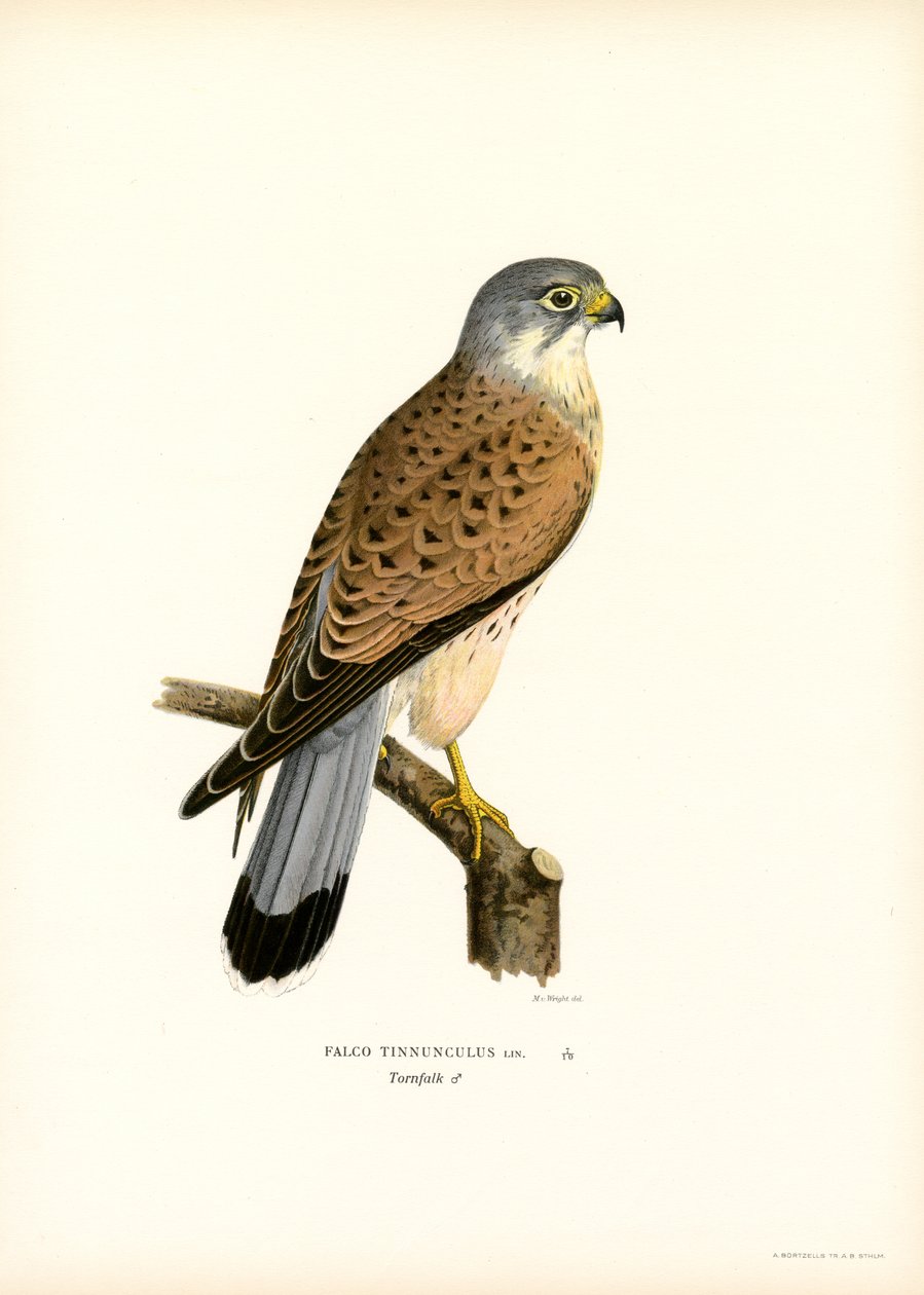 Vanlig tornfalk (litho i färg) av Magnus Ferdinand and Wilhelm von Wright