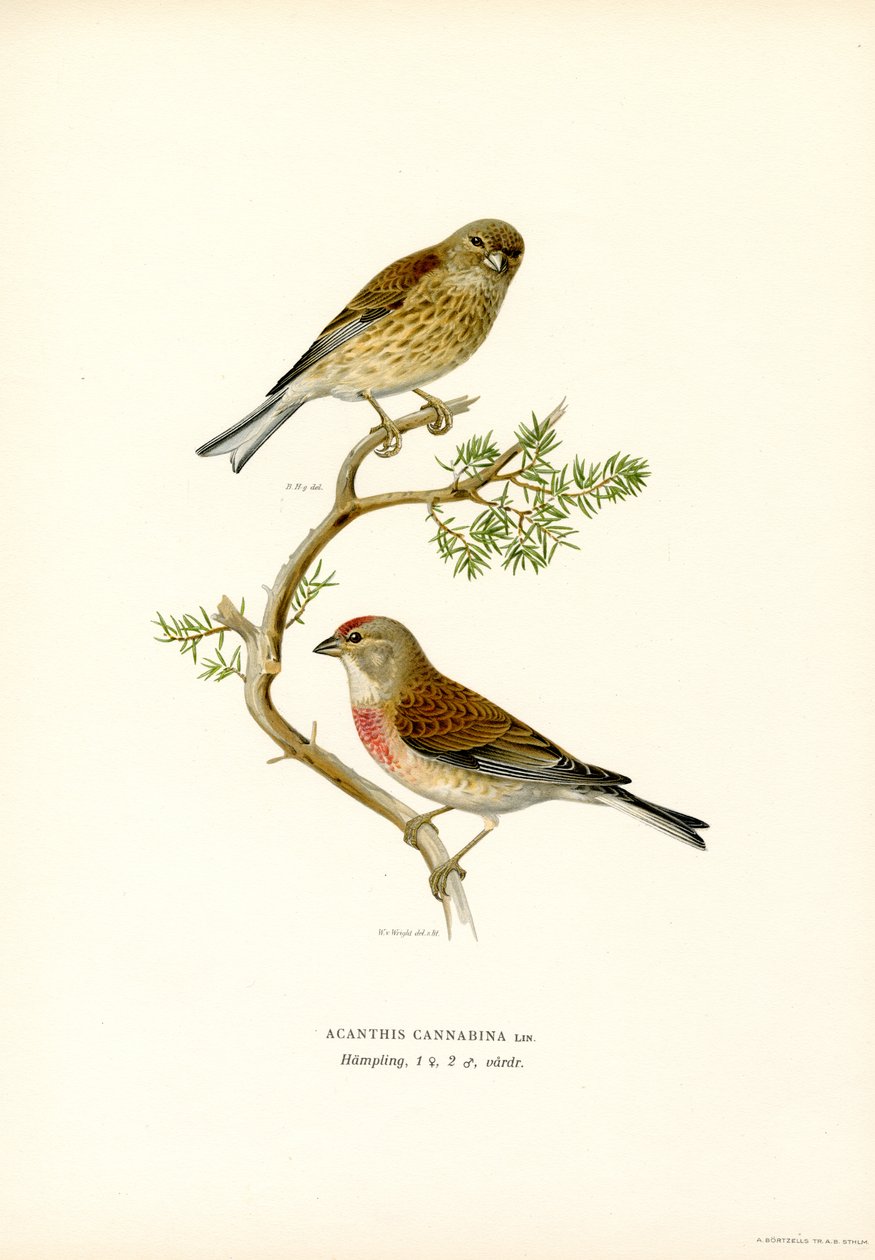 Common Linnet (färg litho) av Magnus Ferdinand and Wilhelm von Wright
