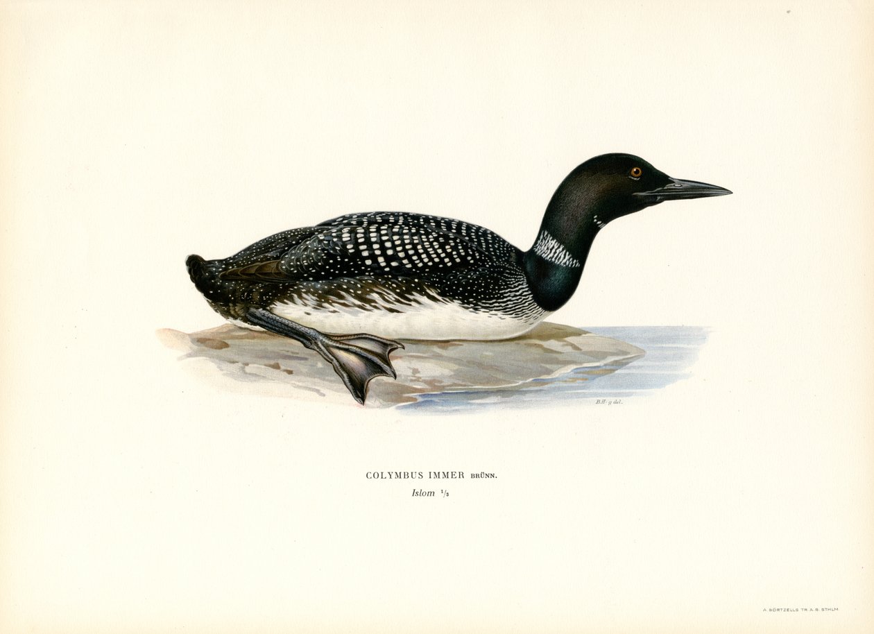 Vanlig lom (färg litho) av Magnus Ferdinand and Wilhelm von Wright