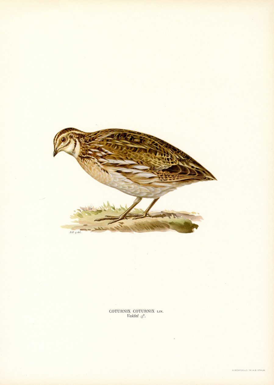 Vanlig vaktel (färg litho) av Magnus Ferdinand and Wilhelm von Wright