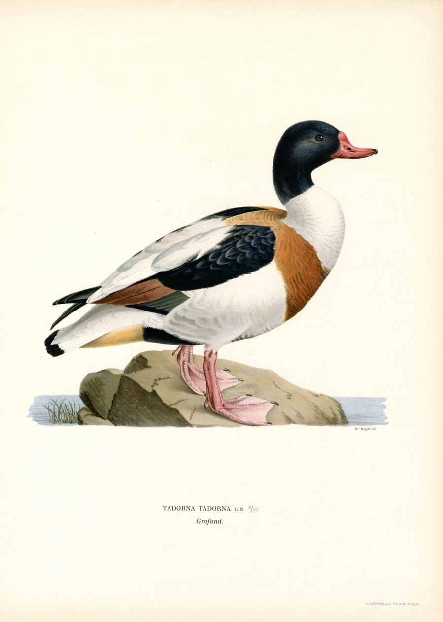 Vanlig Shelduck (färg litho) av Magnus Ferdinand and Wilhelm von Wright