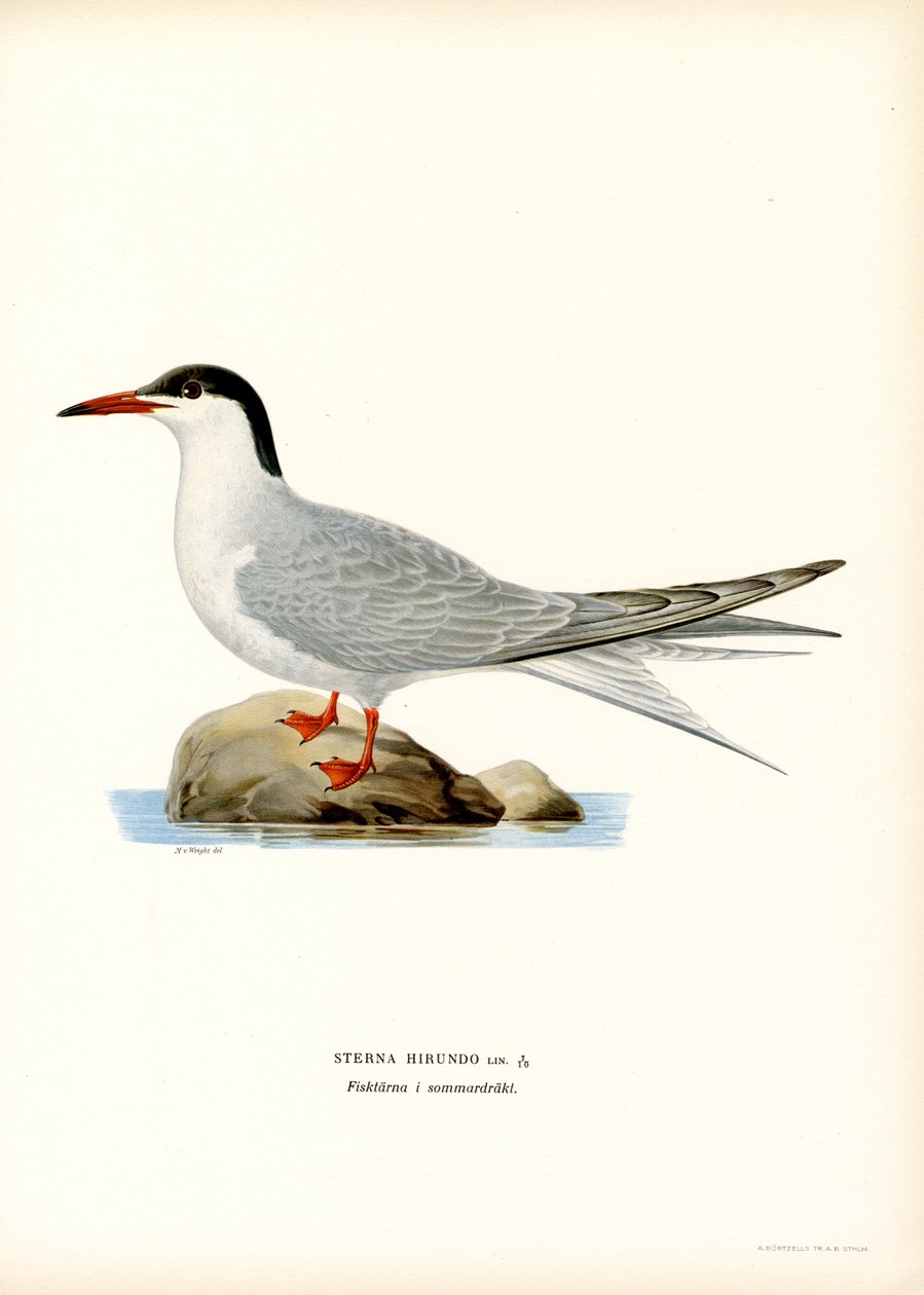 Tärna (färg litho) av Magnus Ferdinand and Wilhelm von Wright