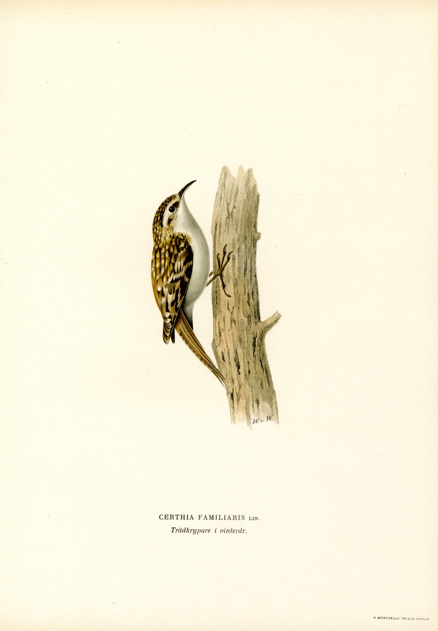 Vanlig trädkrypare (färg litho) av Magnus Ferdinand and Wilhelm von Wright