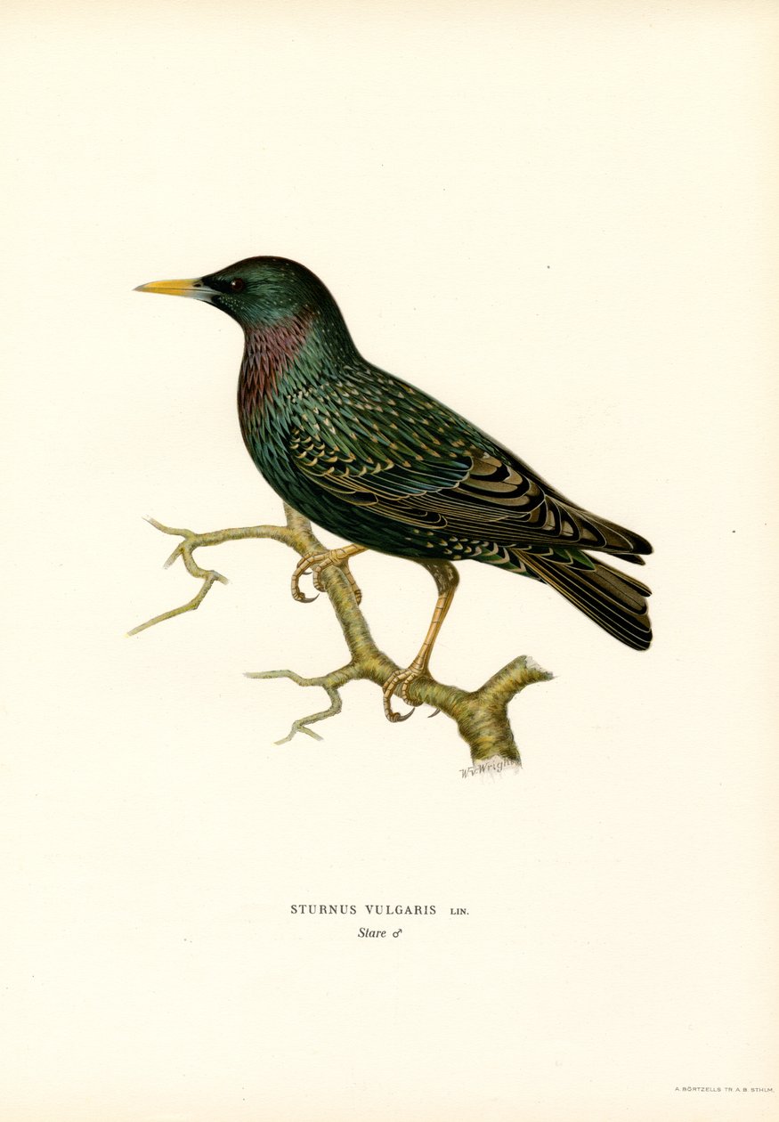 Stare (färg litho) av Magnus Ferdinand and Wilhelm von Wright