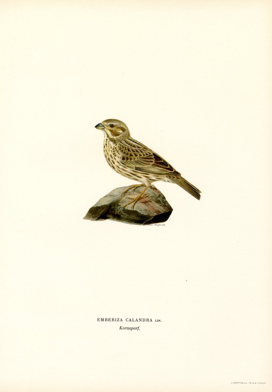 Majssparv (färg litho) av Magnus Ferdinand and Wilhelm von Wright