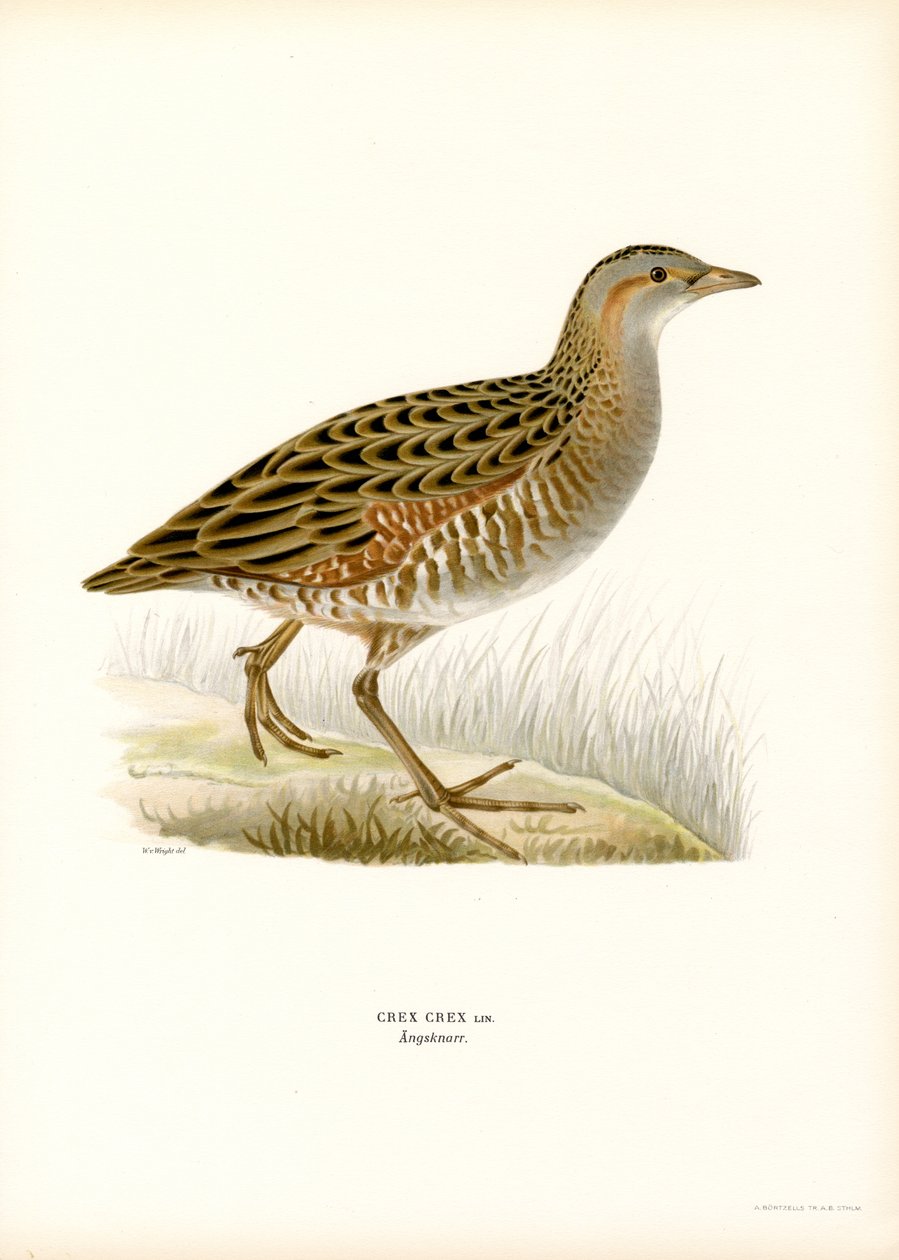 Corn Crake (färg litho) av Magnus Ferdinand and Wilhelm von Wright