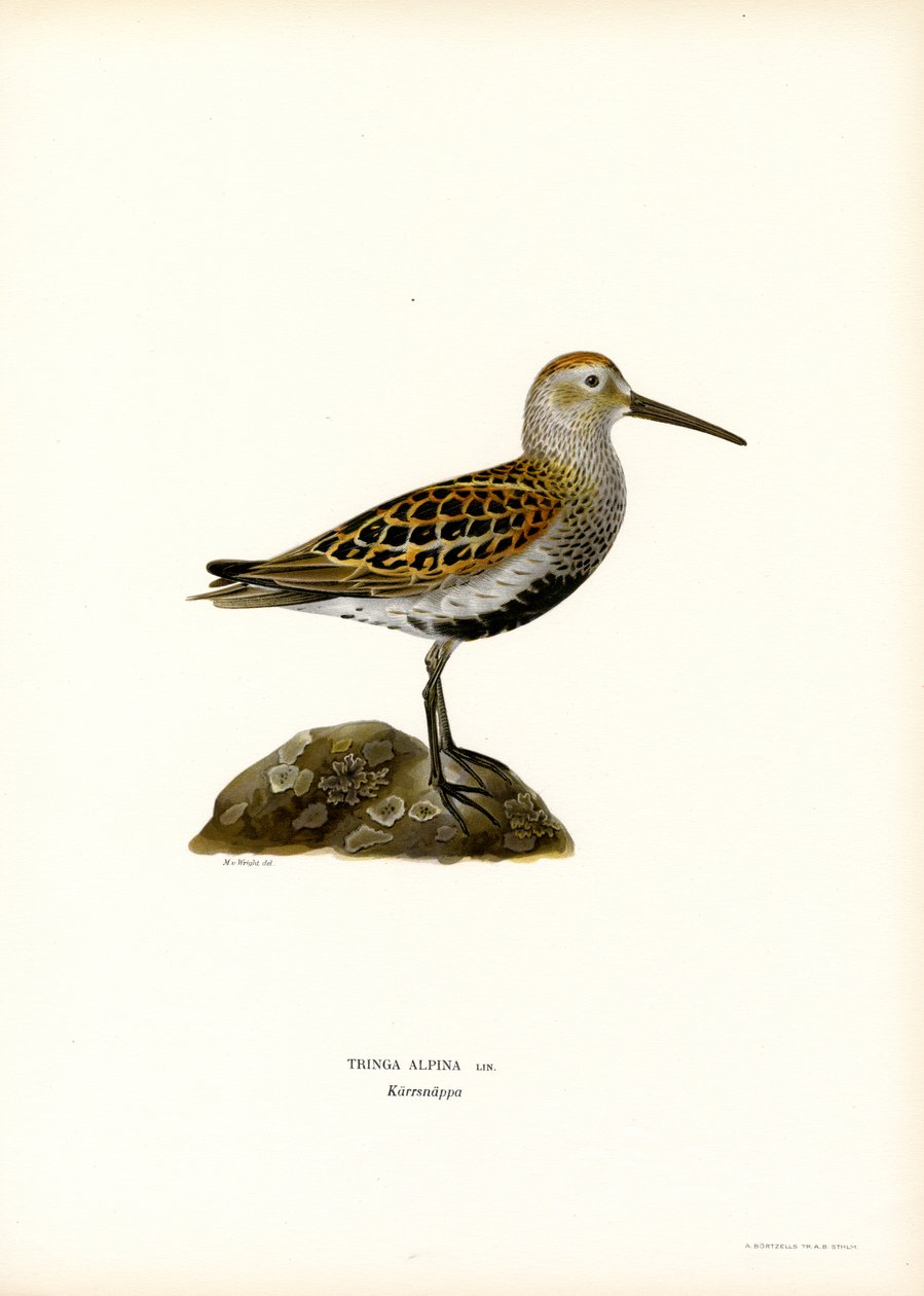 Dunlin (färg litho) av Magnus Ferdinand and Wilhelm von Wright