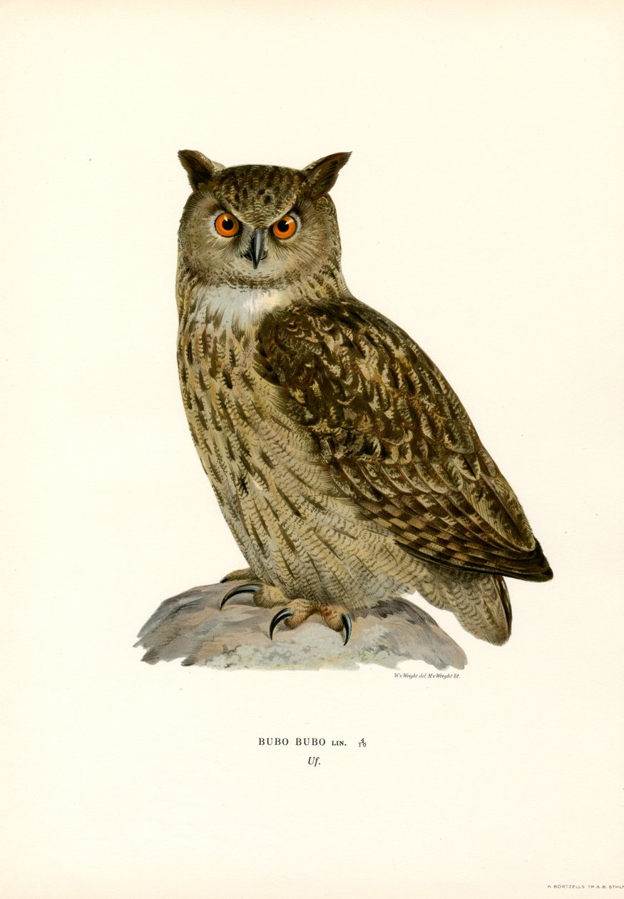 Eagle Owl (färg litho) av Magnus Ferdinand and Wilhelm von Wright