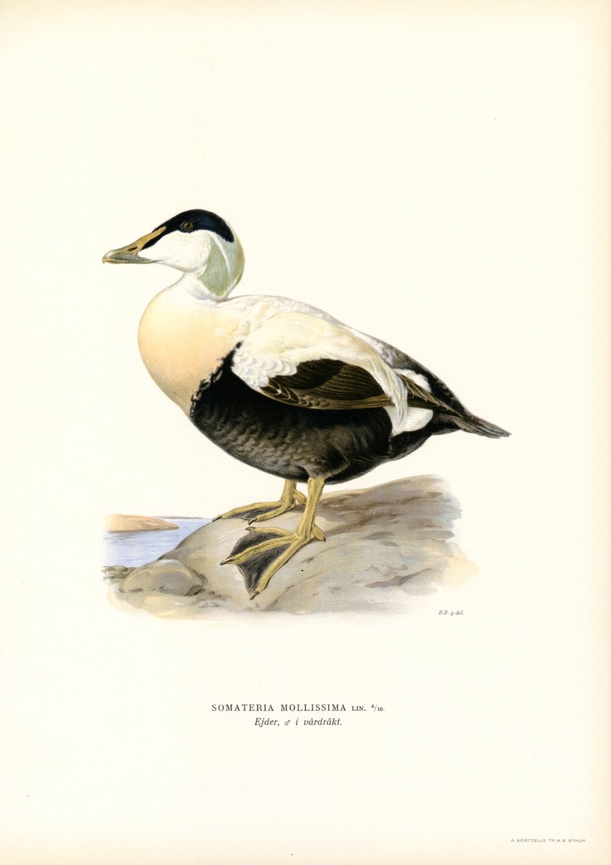 Ejderanka (litho i färg) av Magnus Ferdinand and Wilhelm von Wright