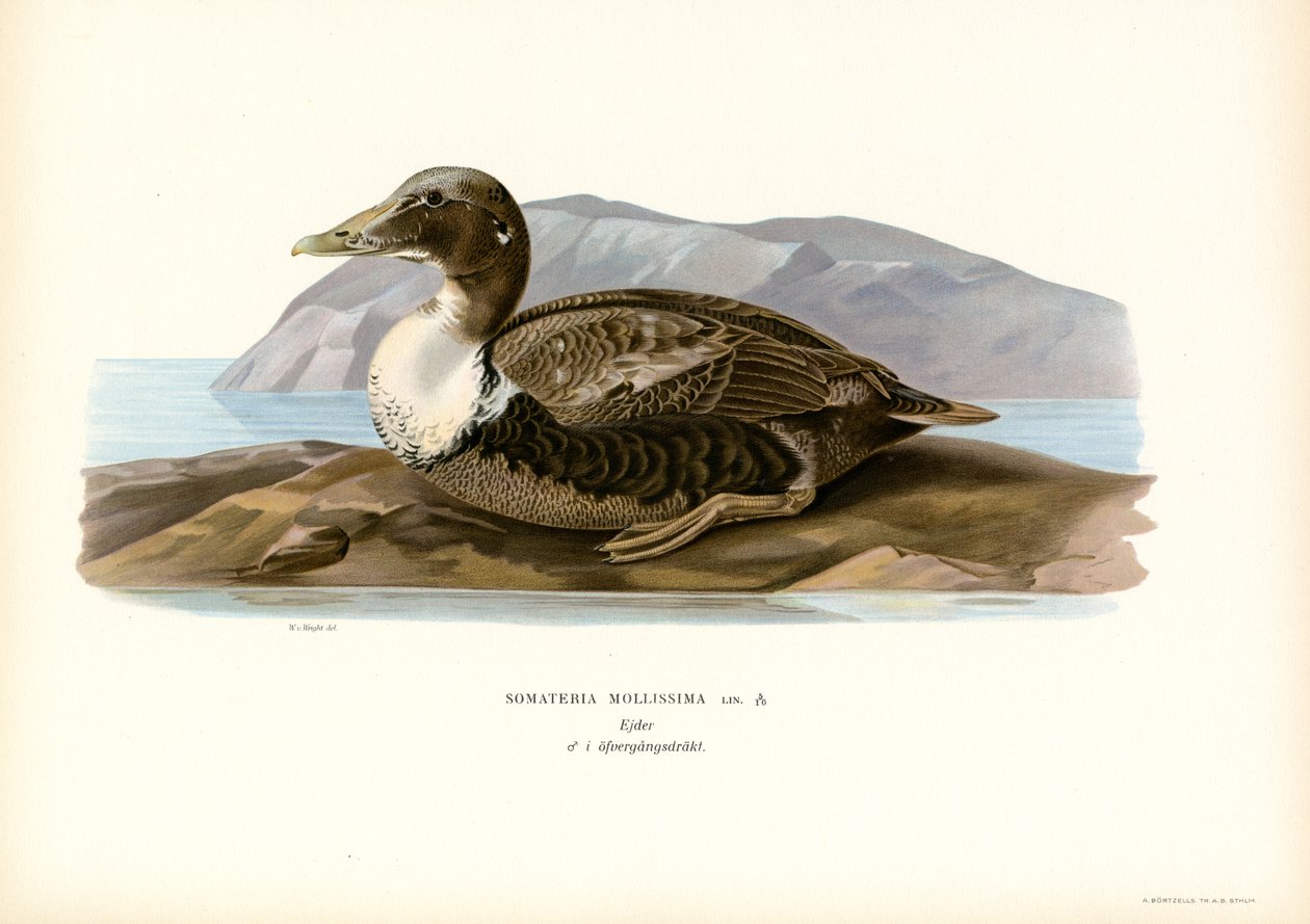 Ejderanka (litho i färg) av Magnus Ferdinand and Wilhelm von Wright