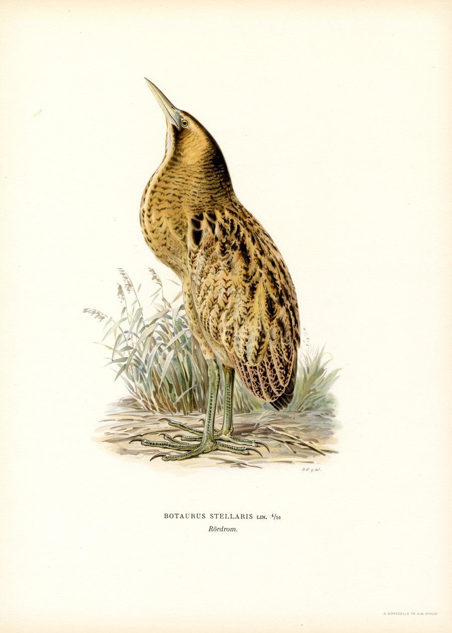 Eurasian Bittern (färg litho) av Magnus Ferdinand and Wilhelm von Wright
