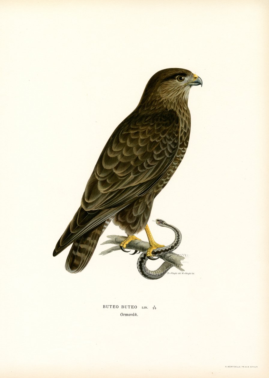 Eurasian Buzzard (färg litho) av Magnus Ferdinand and Wilhelm von Wright