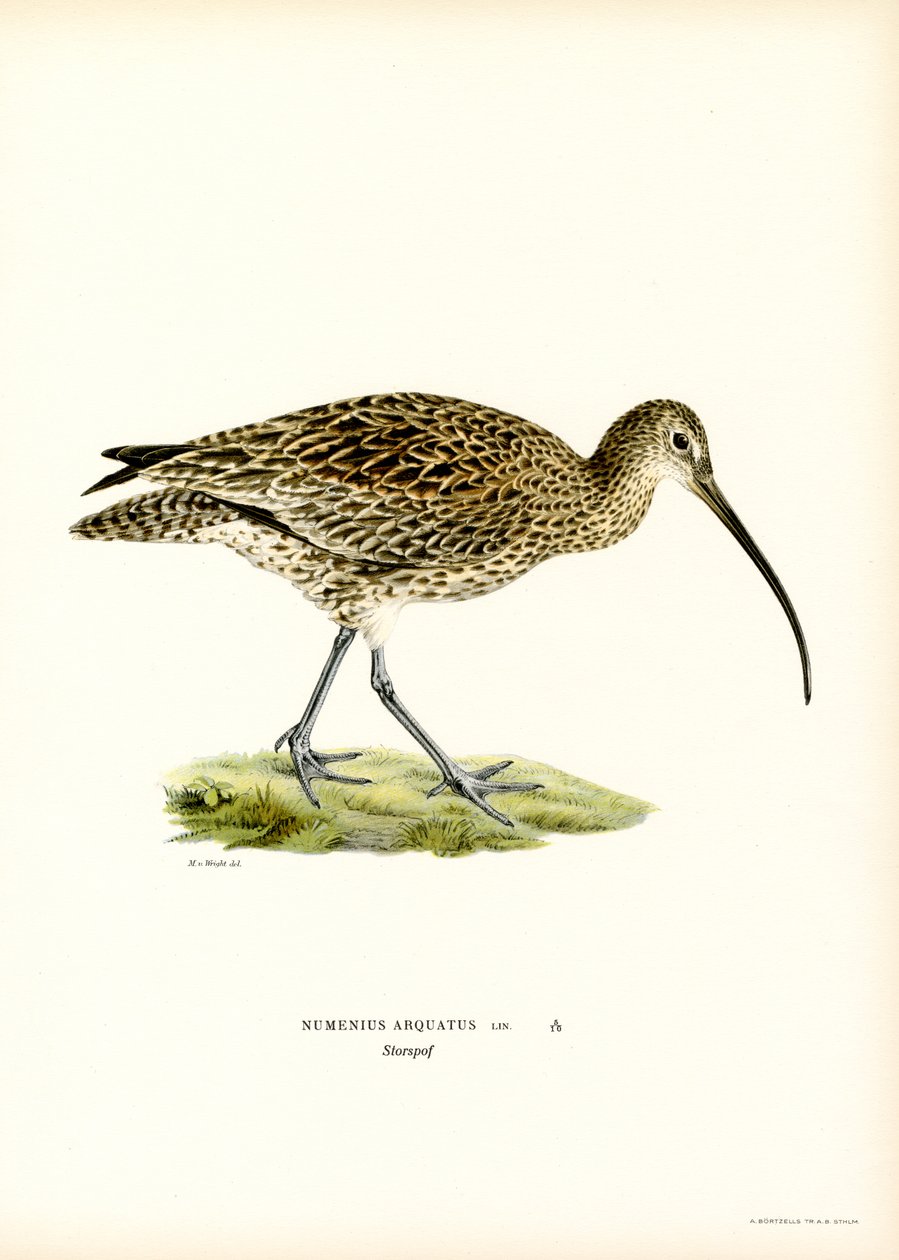Curlew (färg litho) av Magnus Ferdinand and Wilhelm von Wright