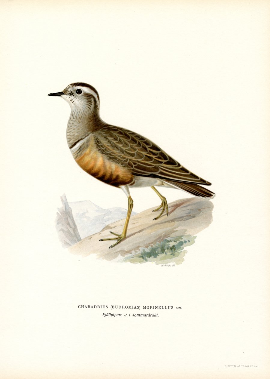 Eurasian Dotterel (färg litho) av Magnus Ferdinand and Wilhelm von Wright