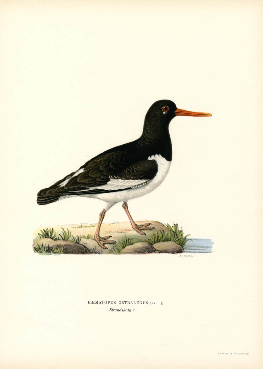 Eurasian Oystercatcher (färg litho) av Magnus Ferdinand and Wilhelm von Wright