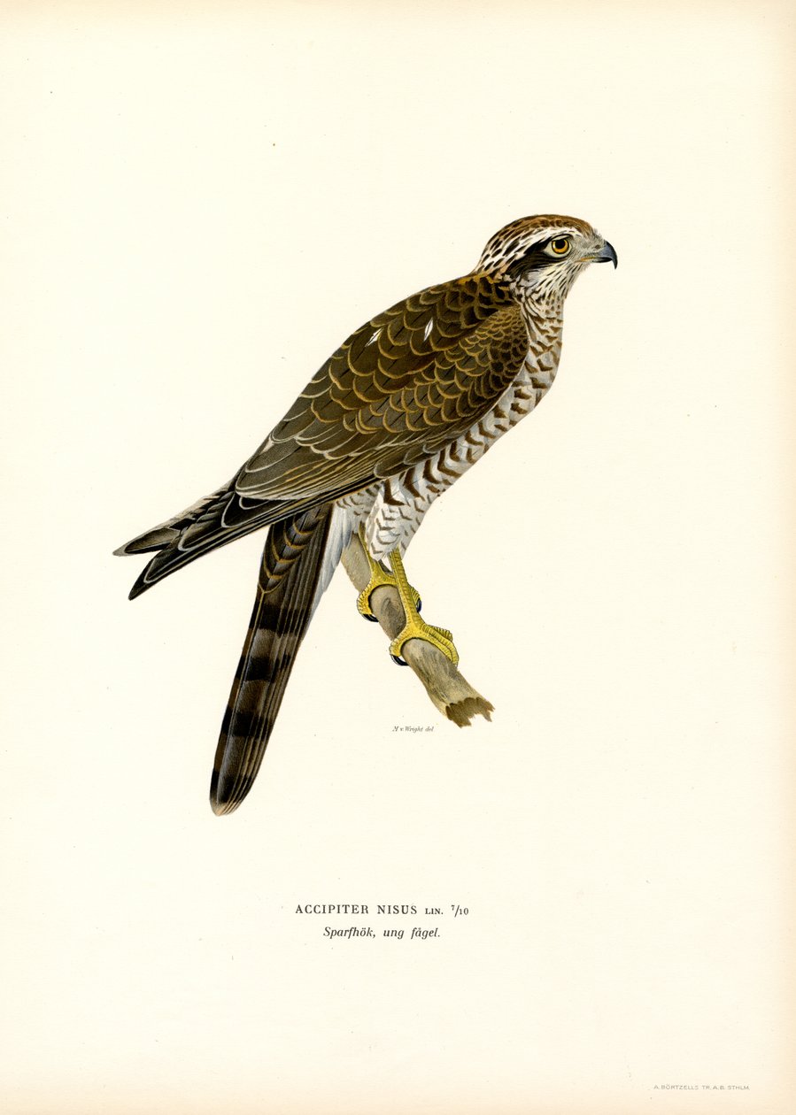 Sparrowhawk (färg litho) av Magnus Ferdinand and Wilhelm von Wright