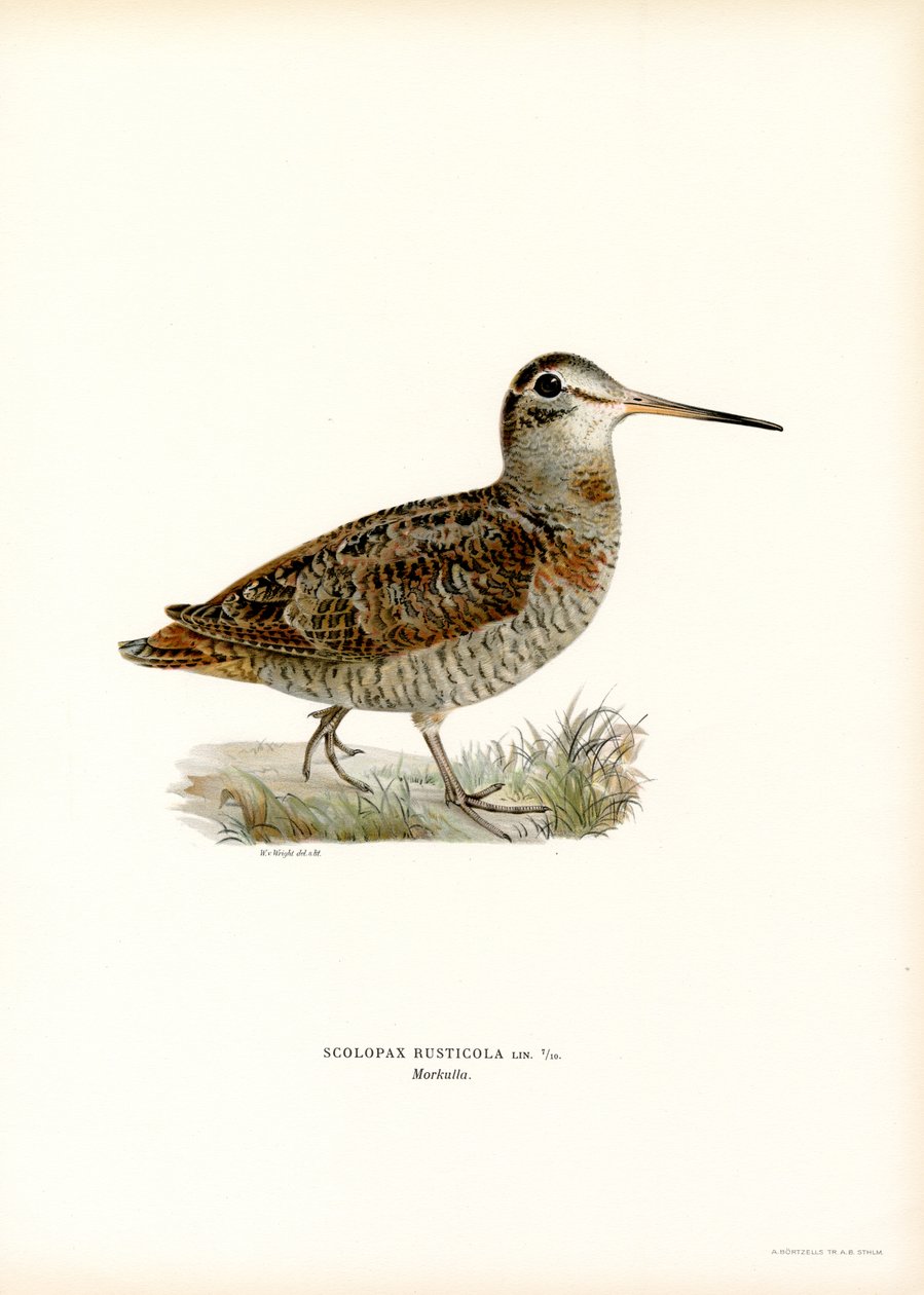 Eurasian Woodcock (färg litho) av Magnus Ferdinand and Wilhelm von Wright