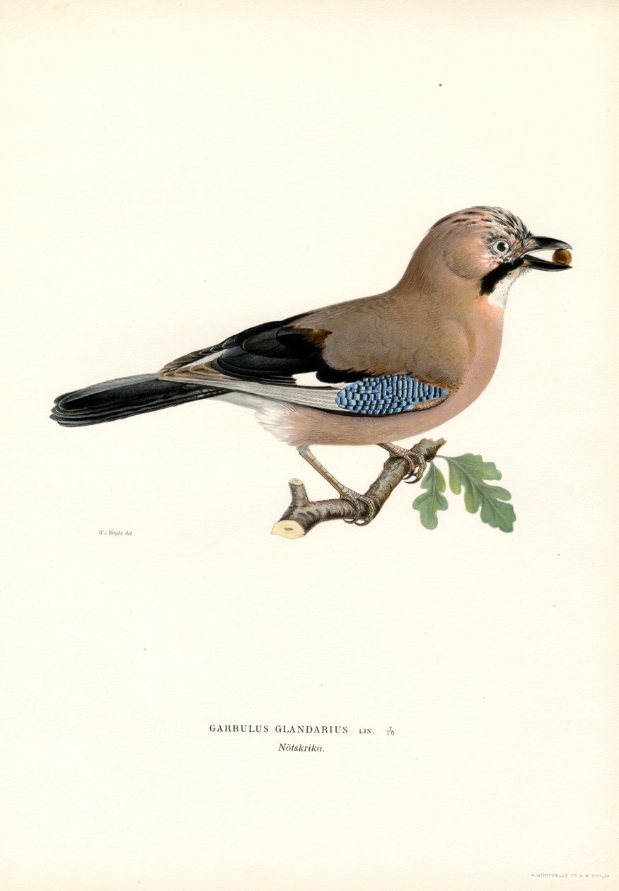 nötskrika (färg litho) av Magnus Ferdinand and Wilhelm von Wright