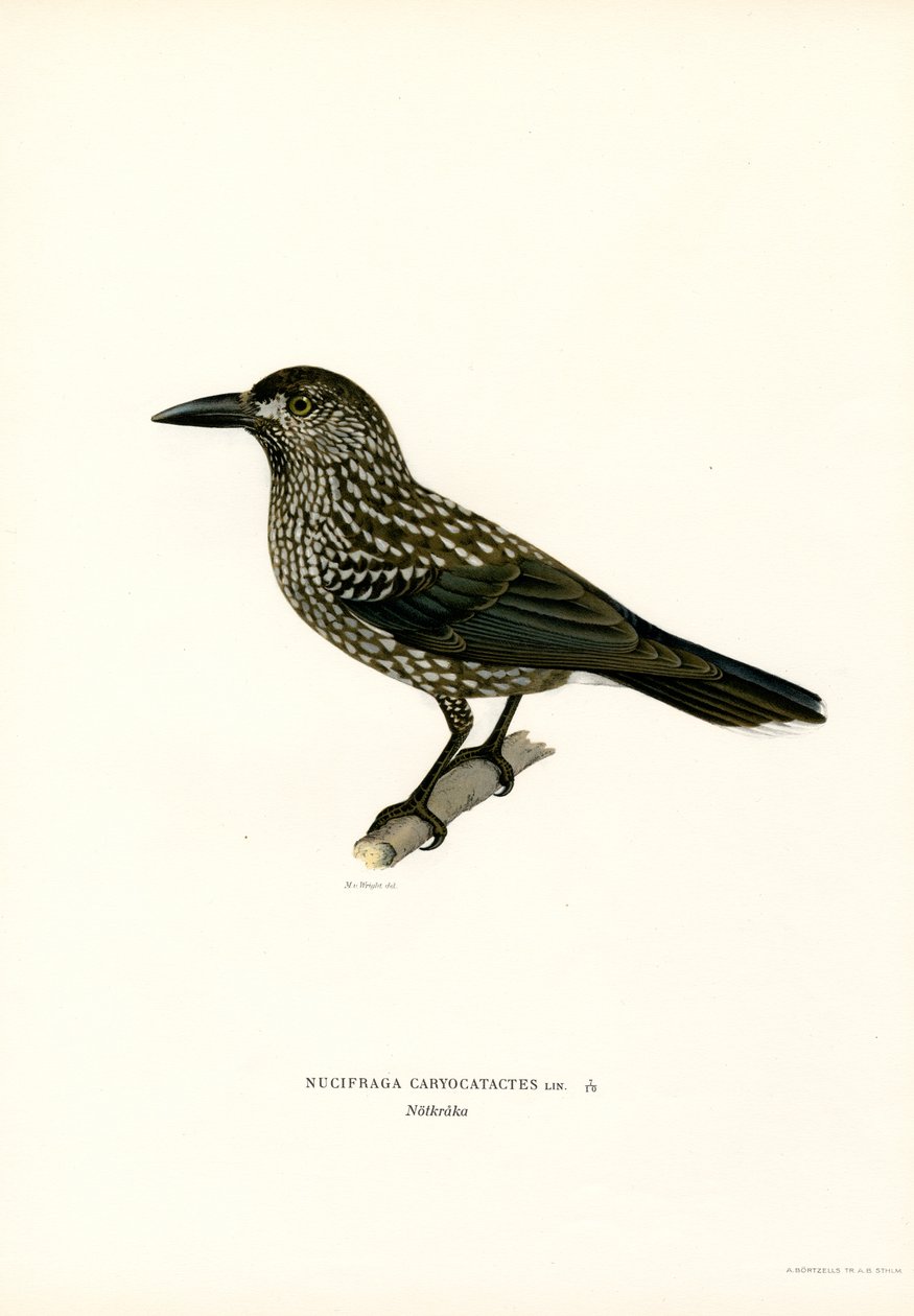 Eurasisk nötknäppare (färg litho) av Magnus Ferdinand and Wilhelm von Wright