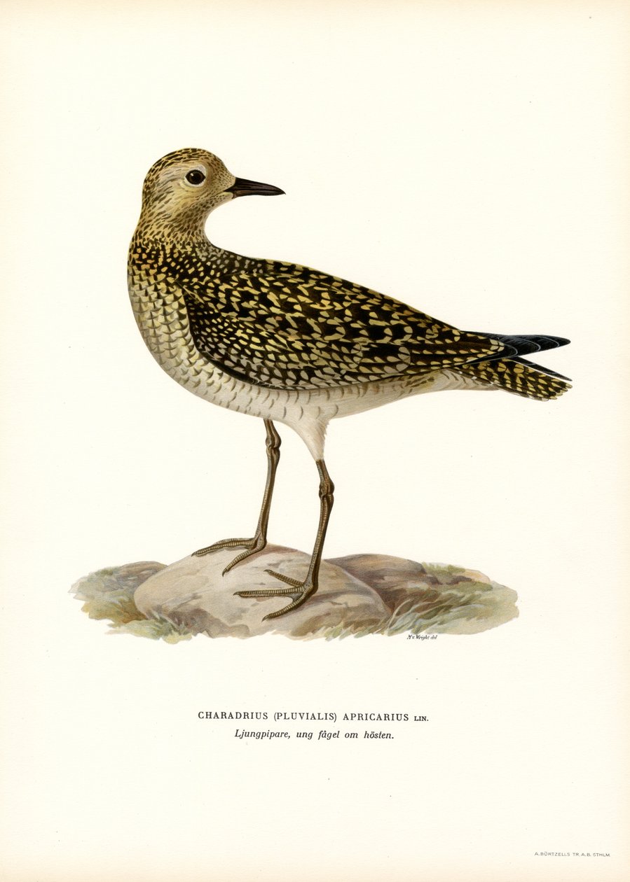 European Golden Plover (färg litho) av Magnus Ferdinand and Wilhelm von Wright