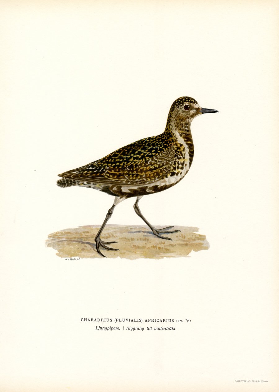 European Golden Plover (färg litho) av Magnus Ferdinand and Wilhelm von Wright