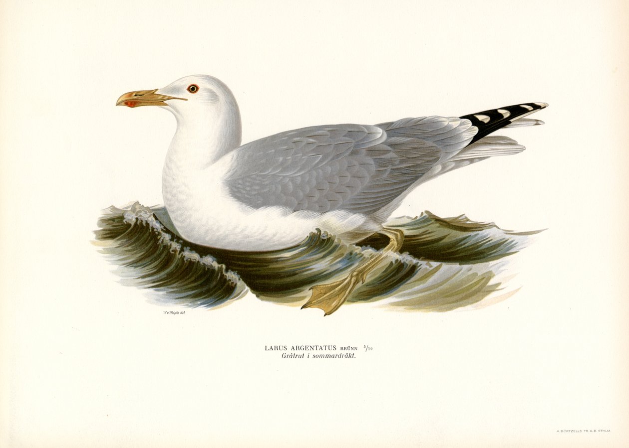 Europeisk sillmås (färg litho) av Magnus Ferdinand and Wilhelm von Wright