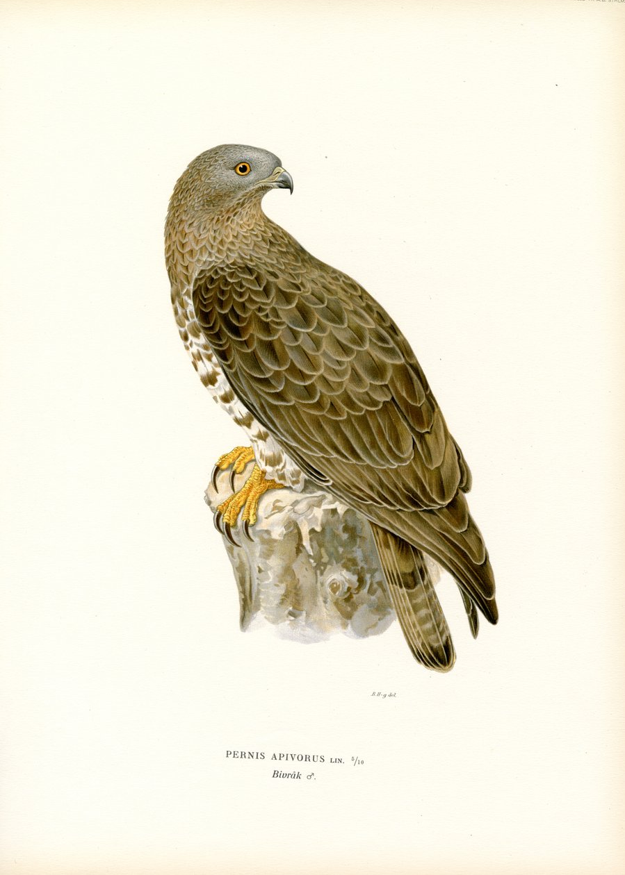 Europeisk honungsvråk (färg litho) av Magnus Ferdinand and Wilhelm von Wright