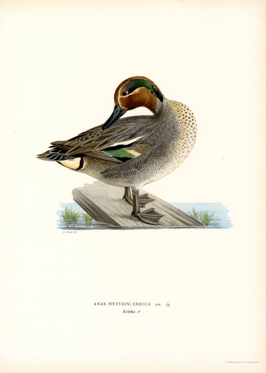 Europeisk kricka (färg litho) av Magnus Ferdinand and Wilhelm von Wright