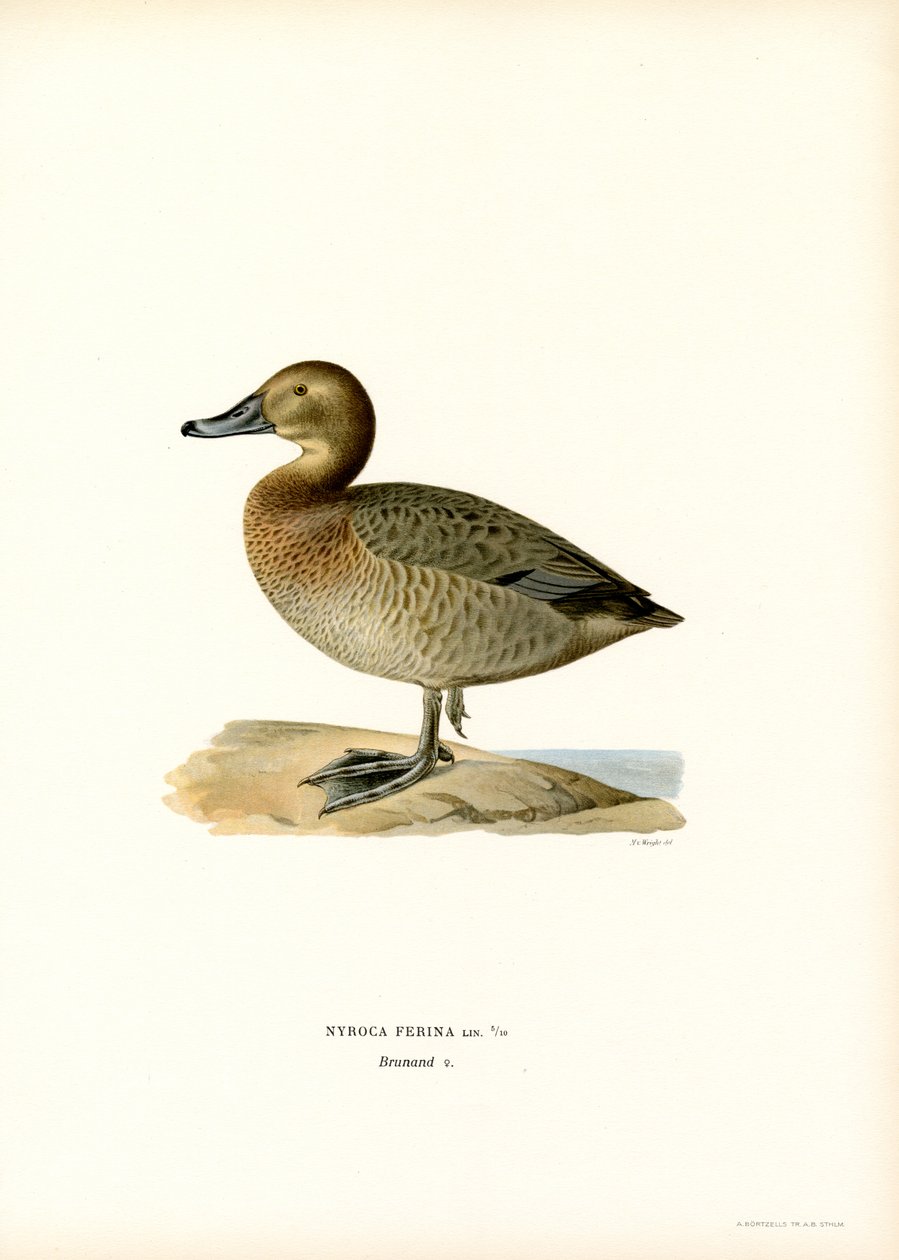 Europeisk pochard (färg litho) av Magnus Ferdinand and Wilhelm von Wright