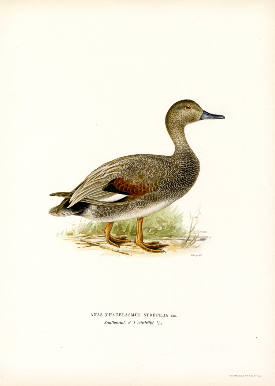 Gadwall (färg litho) av Magnus Ferdinand and Wilhelm von Wright
