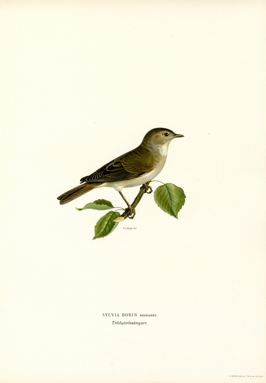 Trädgårdssångare (färg litho) av Magnus Ferdinand and Wilhelm von Wright