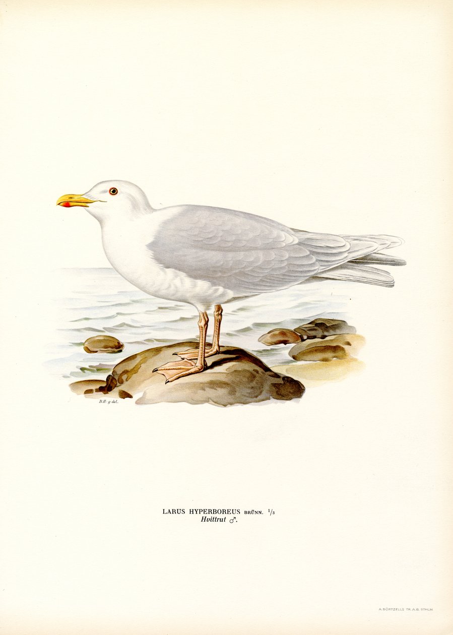 Glaucous Gull (färg litho) av Magnus Ferdinand and Wilhelm von Wright