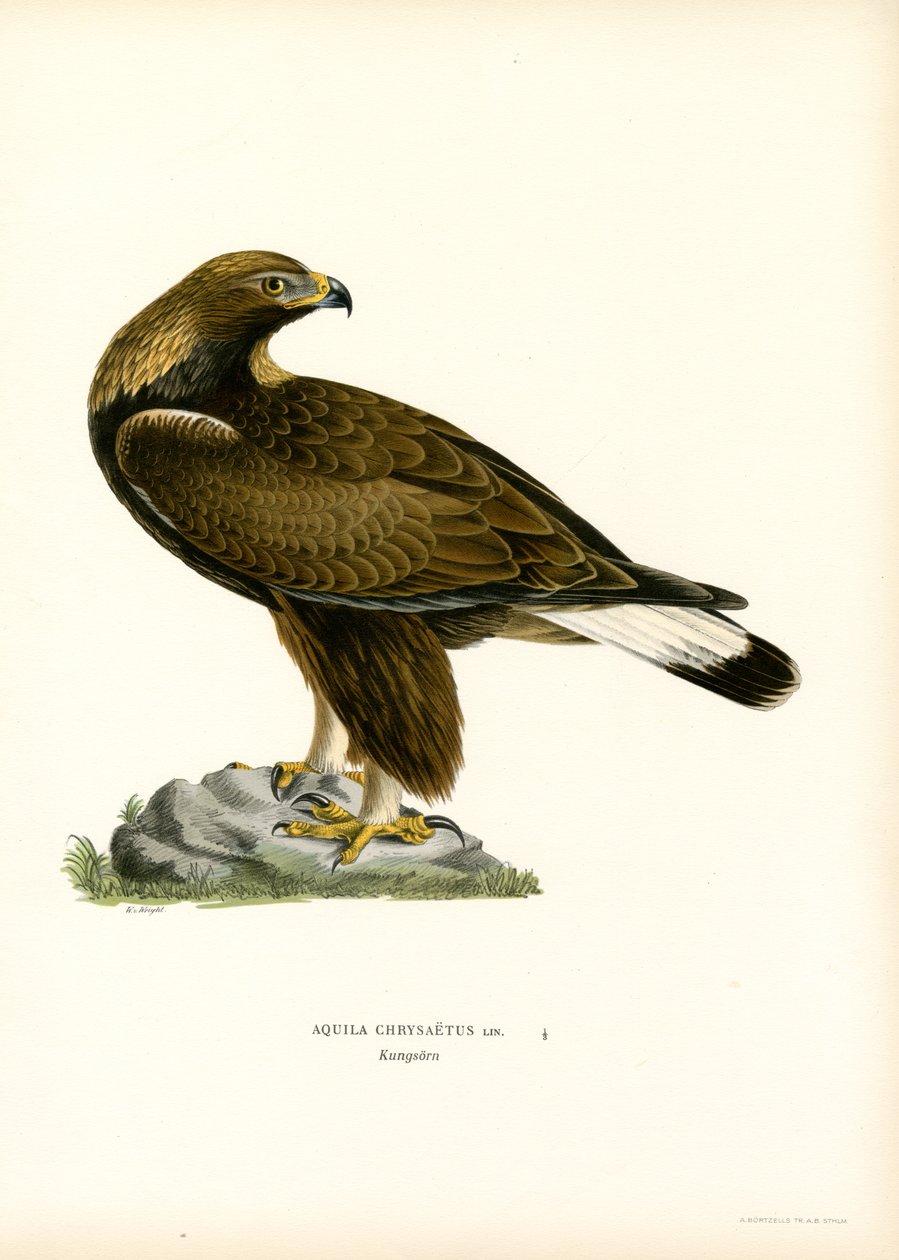 Golden Eagle (färg litho) av Magnus Ferdinand and Wilhelm von Wright