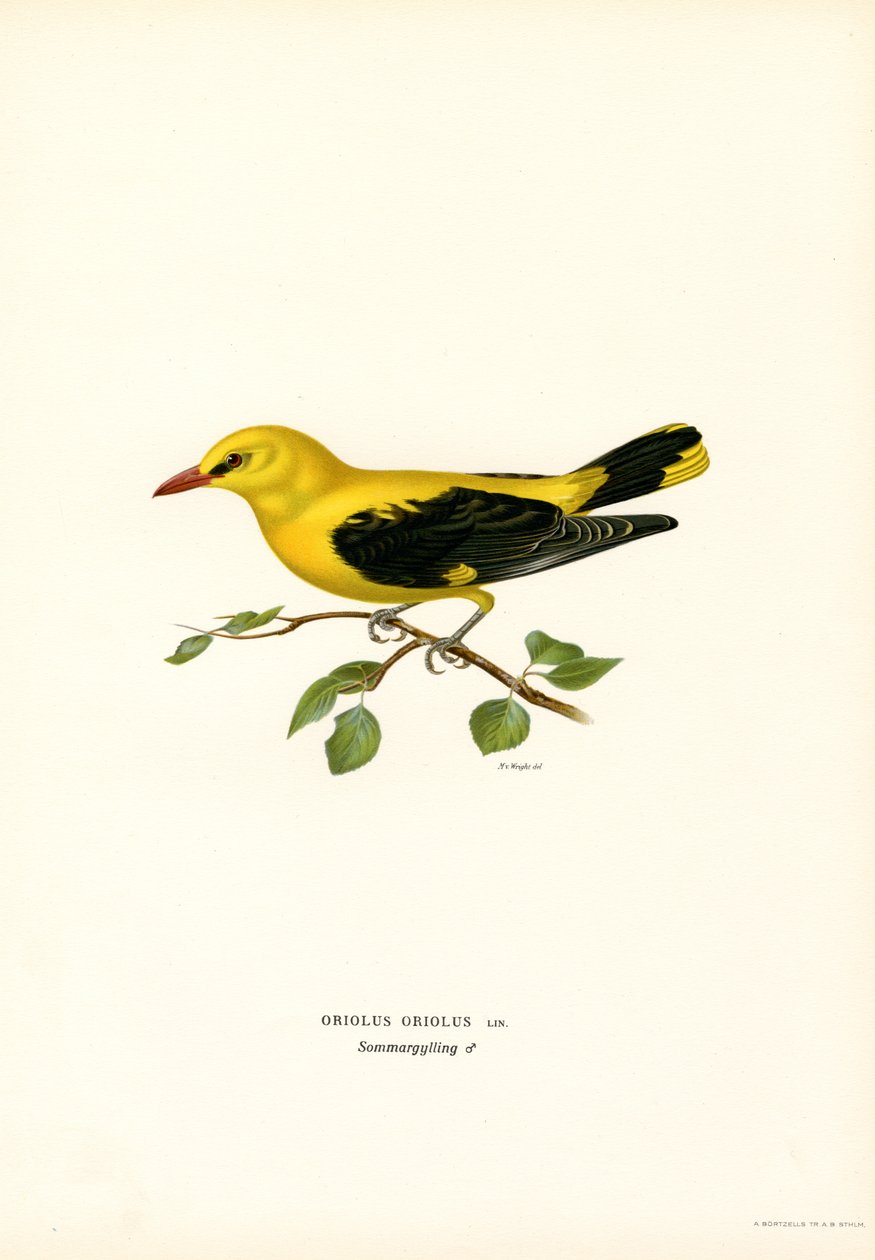 Gyllene oriole (färg litho) av Magnus Ferdinand and Wilhelm von Wright