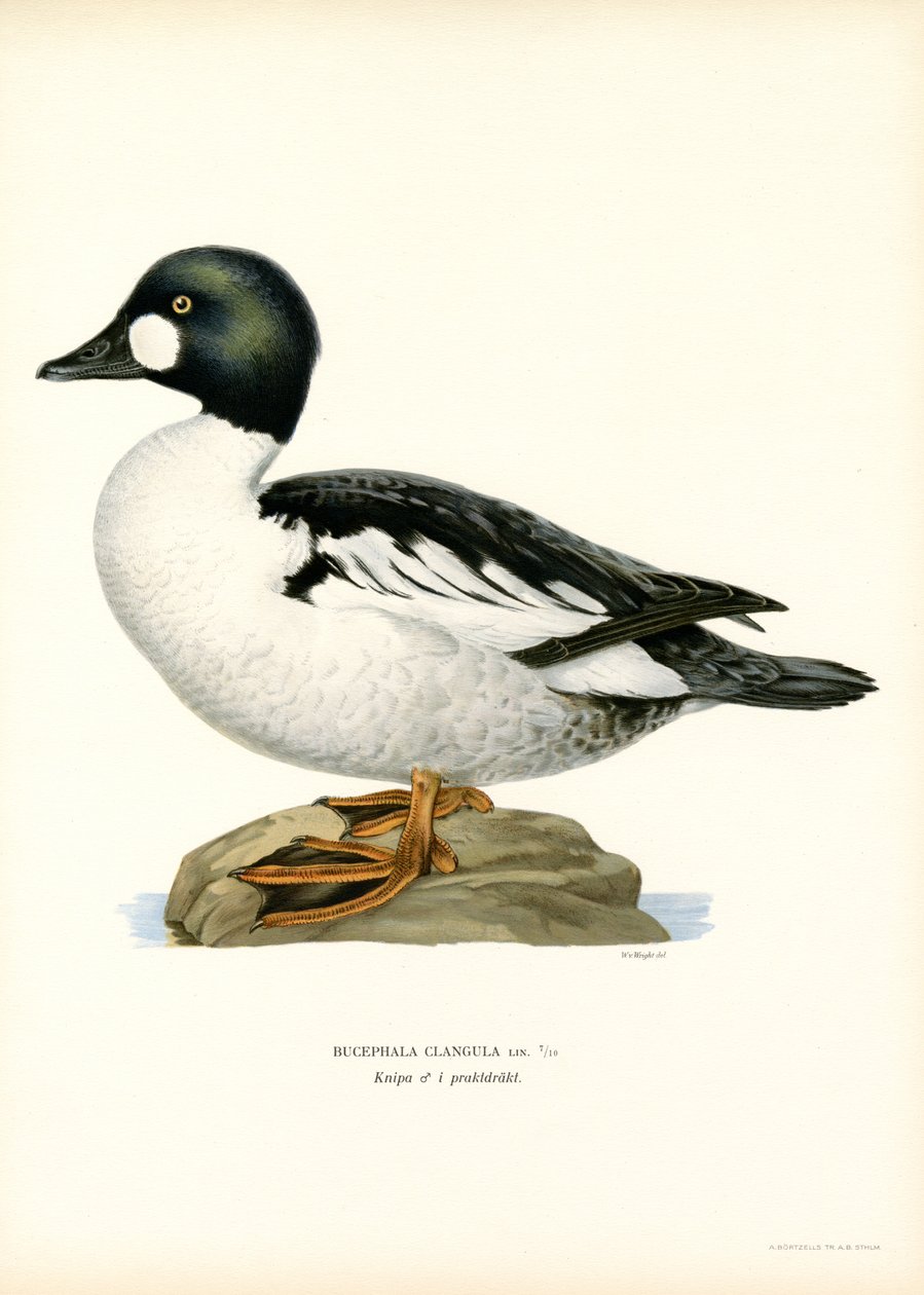 Goldeneye Duck (färg litho) av Magnus Ferdinand and Wilhelm von Wright