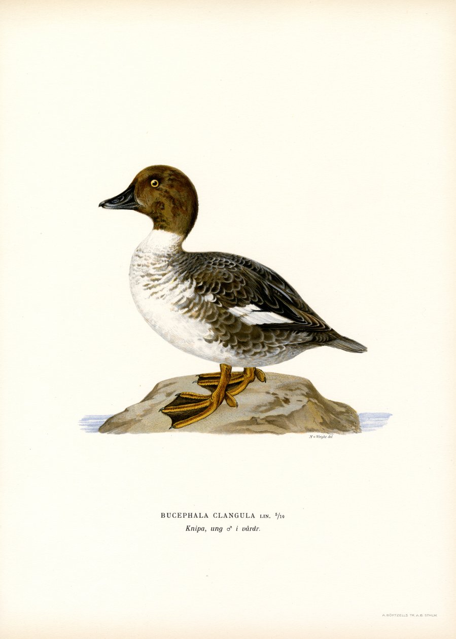 Goldeneye Duck (färg litho) av Magnus Ferdinand and Wilhelm von Wright