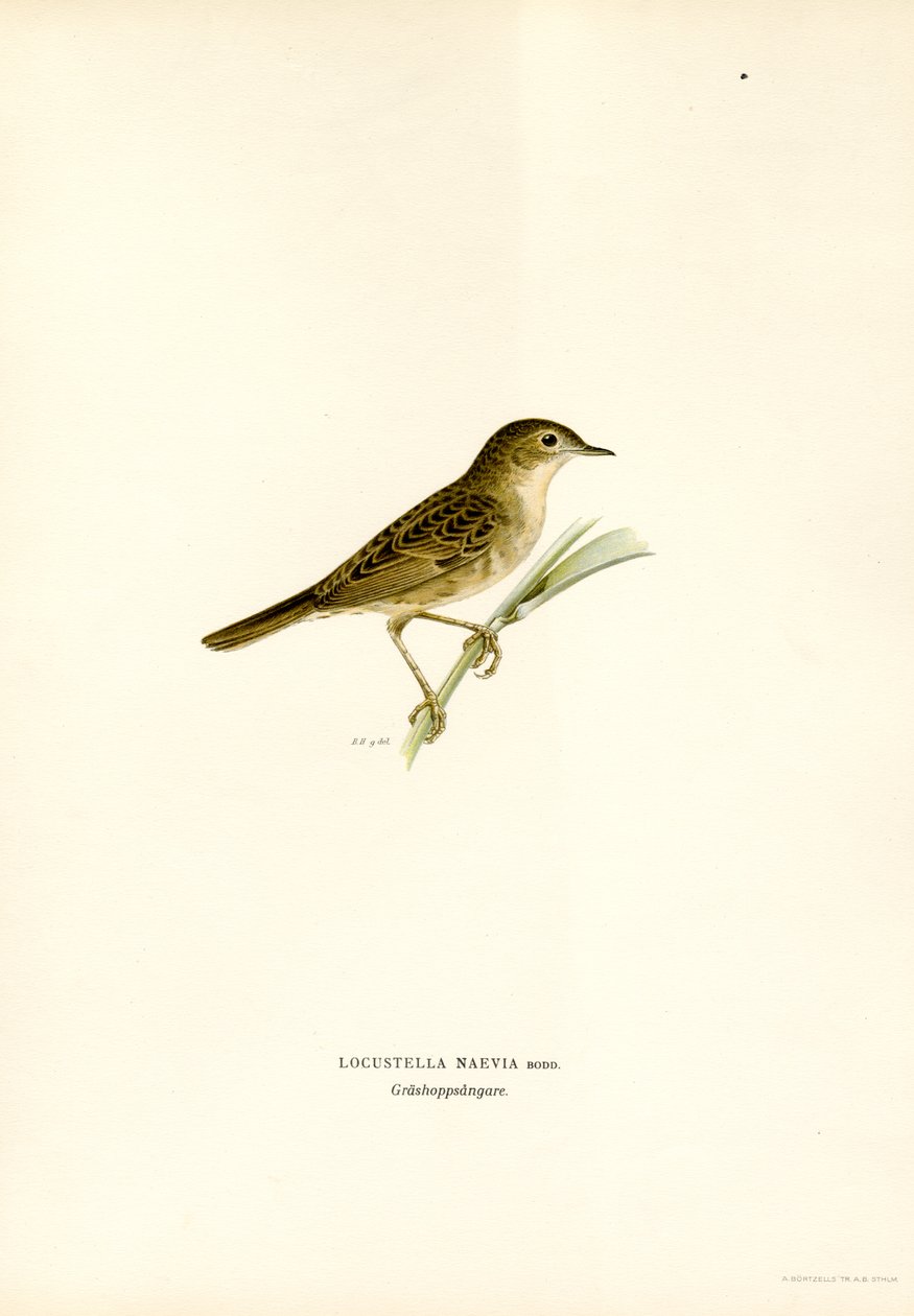 Gräshoppa sångare (färg litho) av Magnus Ferdinand and Wilhelm von Wright