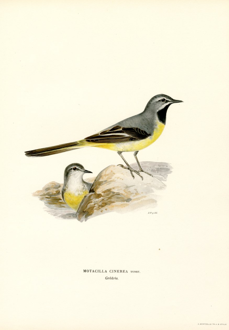 Grå vipstjärt (färg litho) av Magnus Ferdinand and Wilhelm von Wright