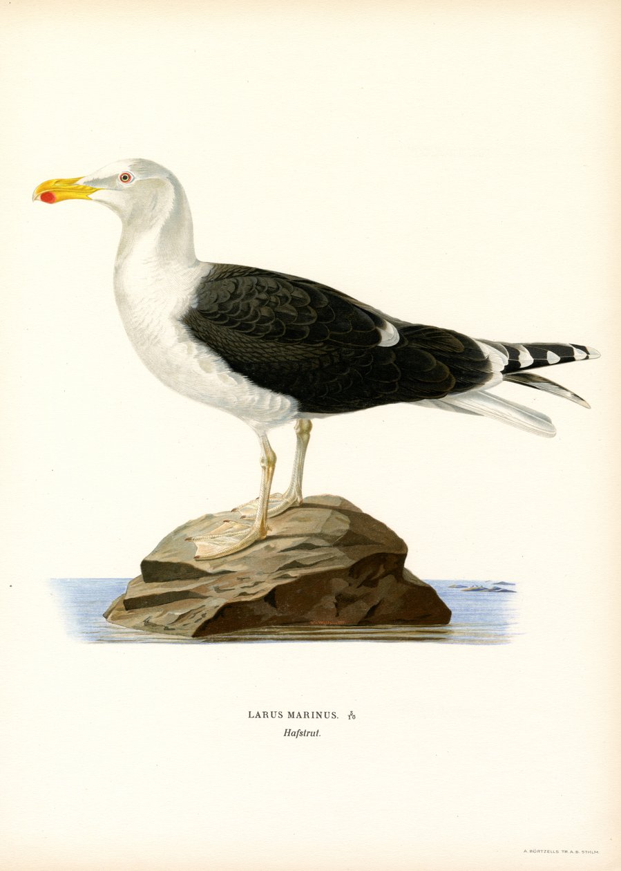 Stor svartryggig mås (färg litho) av Magnus Ferdinand and Wilhelm von Wright