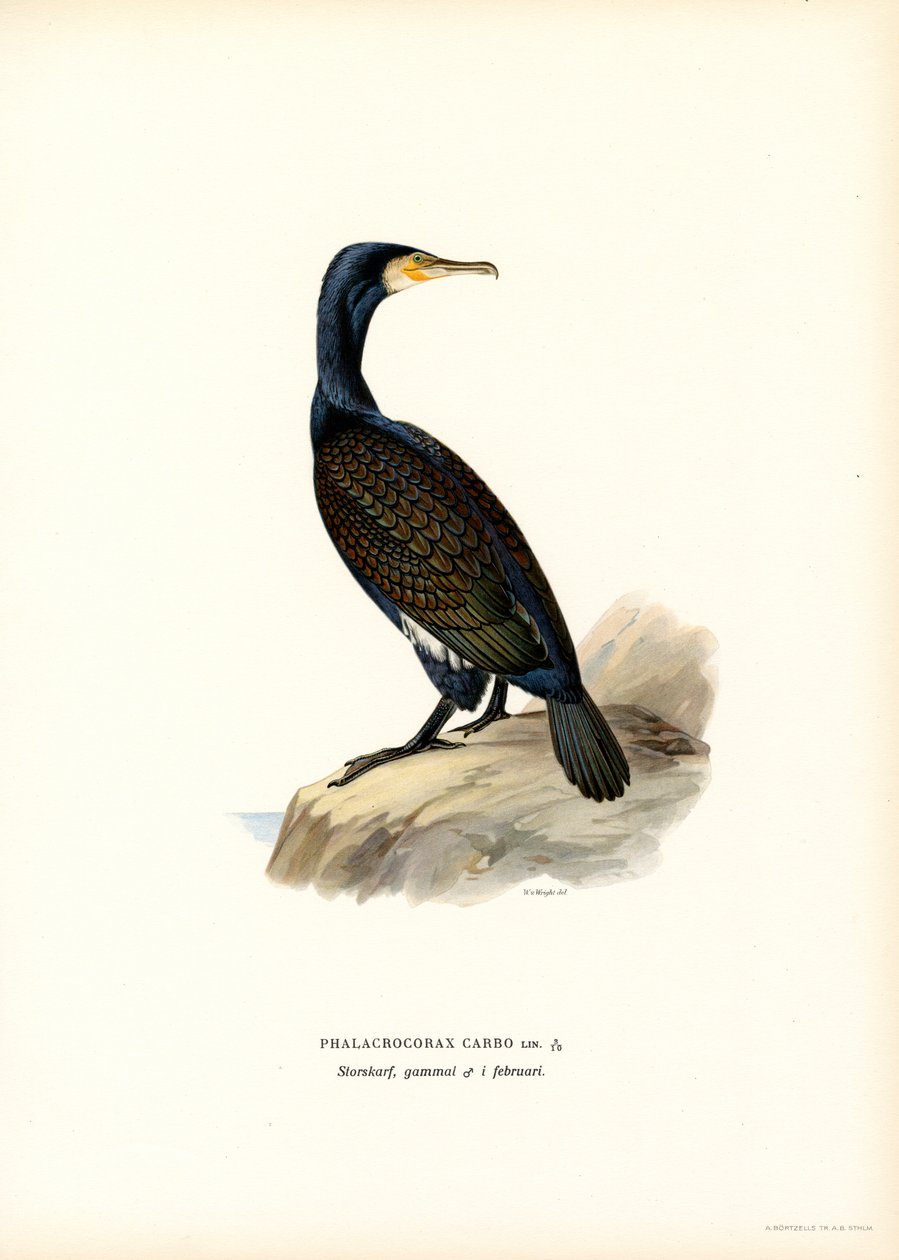 Storskarv (färg litho) av Magnus Ferdinand and Wilhelm von Wright