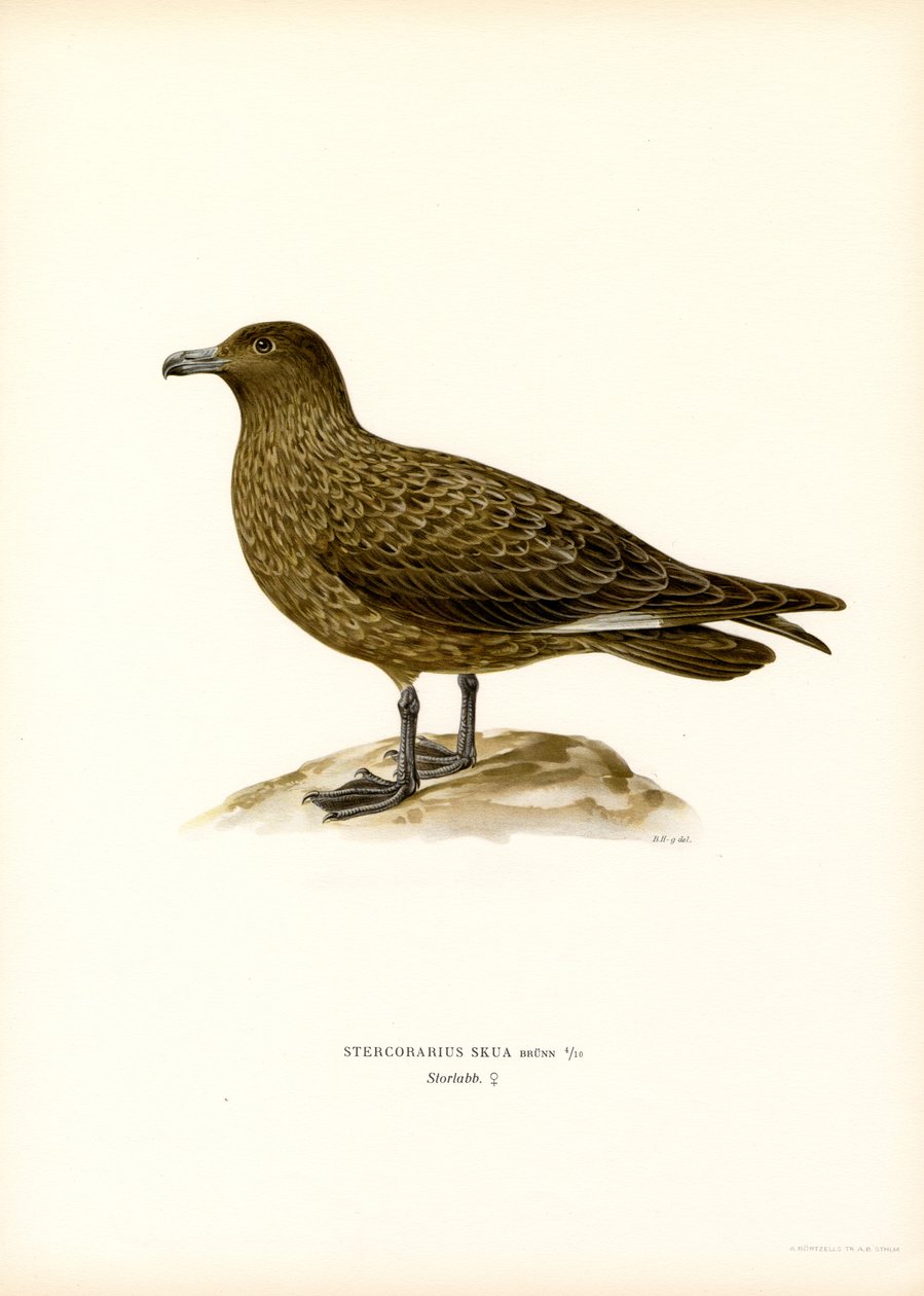 Great Skua (färgmedlemmar) av Magnus Ferdinand and Wilhelm von Wright