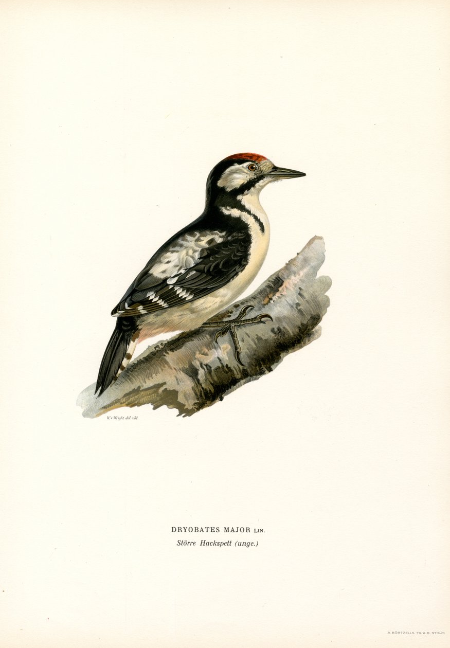 Stor hackspett (färg litho) av Magnus Ferdinand and Wilhelm von Wright